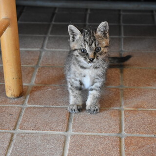子猫の里親になってくれる方、募集しております！