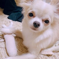 きなこ