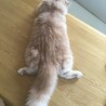 の写真