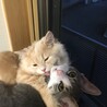 の写真