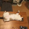 ステイ中