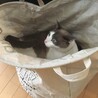 その下には取り込んだ洗濯物が