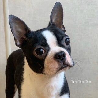 まだまだやんちゃ、ブルの家族を募集します。