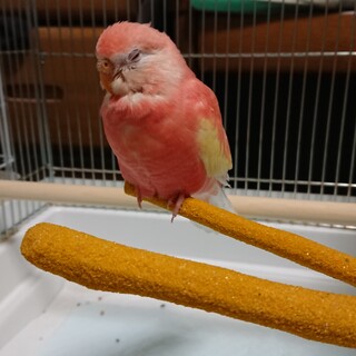 現在交渉中 募集一時停止