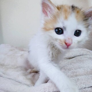 家族が出来ました♡推定1ヶ月半☆白三毛子猫♀