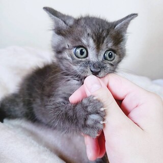 家族が出来ました♡カッコいい黒キジ子猫♂