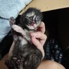 小さな子猫を保護。助けてあげて下さい。 サムネイル2
