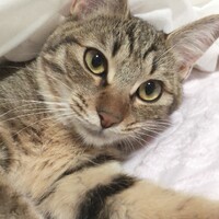 ゆずき