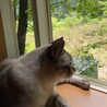 夜回り猫