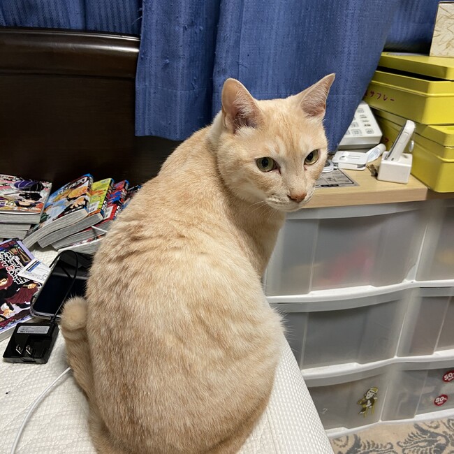 夜回り猫のカバー写真