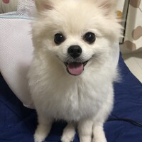 もこ