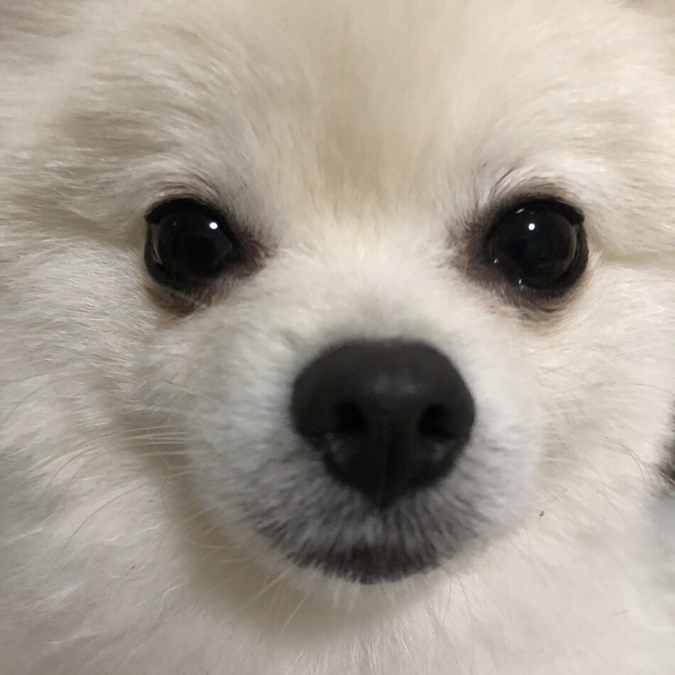 もこのカバー写真