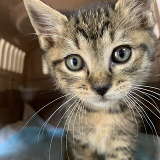 家族が出来ました♡甘えん坊キジトラ♂