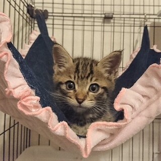 ひとりぼっちで鳴いてた子