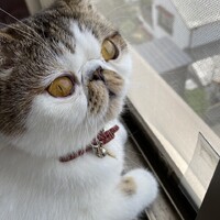 セナ
