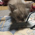 里親、決定しました♡