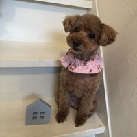 モコラ