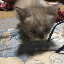 里親様を募集しています！