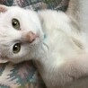 ジュラ