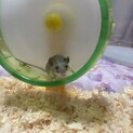 アフリカチビネズミブルー　メス　一歳半