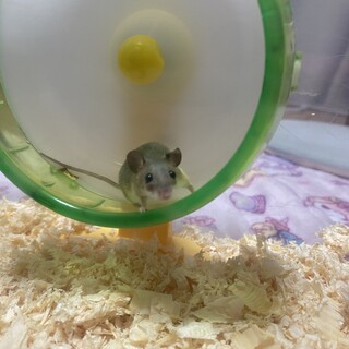 アフリカチビネズミブルー　メス　一歳半