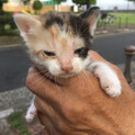 ５月生まれの三毛猫（譲渡先決定）