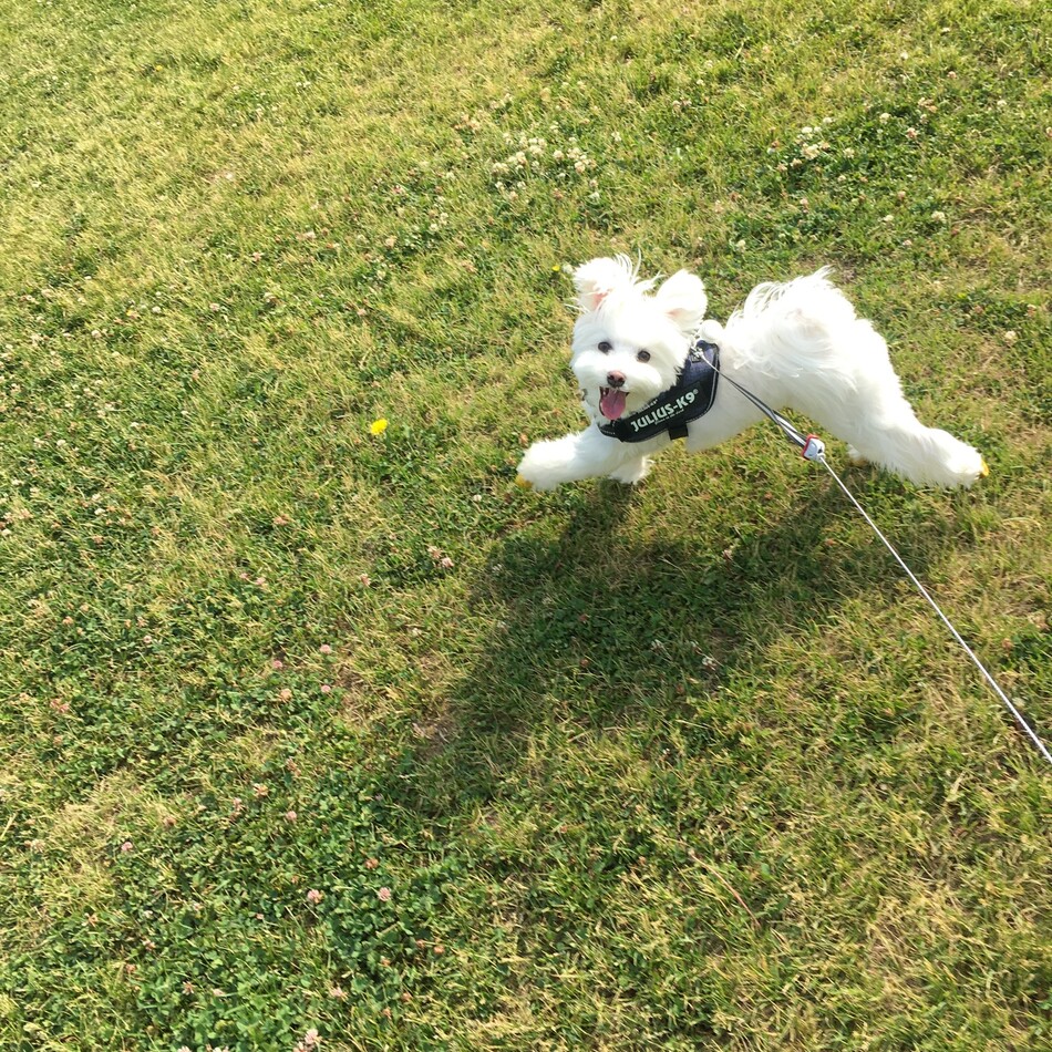 Malu  （マル）のカバー写真
