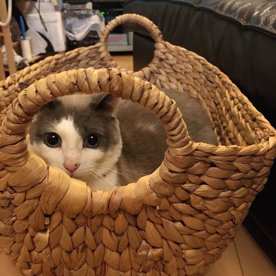 ラテのカバー写真