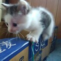 離乳直後の子猫の里親募集。全部で4匹おります
