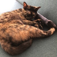 フフ