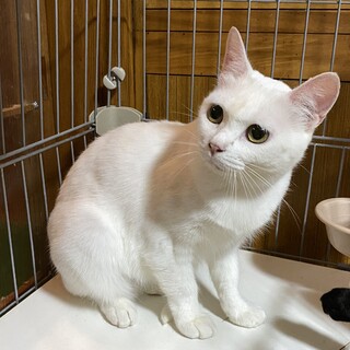 めちゃくちゃ人懐こい白雪姫！しろちゃん