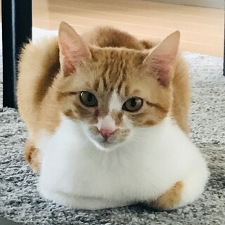 怖がり→超甘えん坊に変身！茶白猫ロッキー君