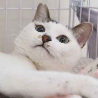 みんなを虜にするよ♡正統派美少女！ポチャまんじゅう