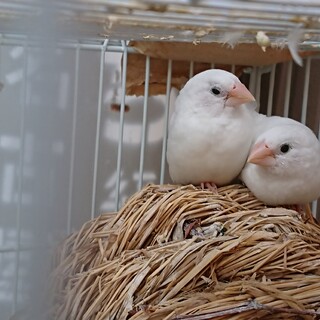 十姉妹(５羽)の里親募集します