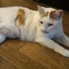 ゆうくん♂人馴れ抜群◎甘えん坊デカニャンコ サムネイル4
