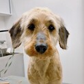 ムーミンみたいな「癒し犬」♡小ぶりな中型散歩大好き