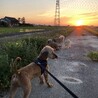 ムーミンみたいな「癒し犬」♡小ぶりな中型散歩大好き サムネイル6