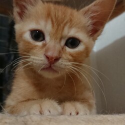 茶葉ず：煎茶くん