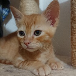 「茶葉ず：煎茶くん」サムネイル2