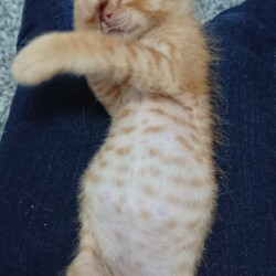 「茶葉ず：煎茶くん」サムネイル3