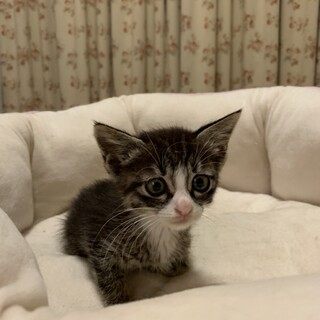 ありがとうございました★ちいさな雉白　あいりちゃん