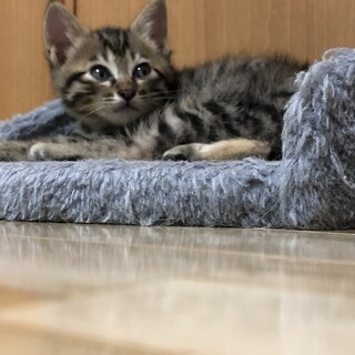 ありがとうございました★ふわふわッのいくみくん