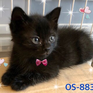 OS-883　真っ黒クロスケ♪
