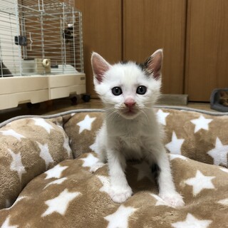 ありがとうございました★甘えん坊の　うたちゃん