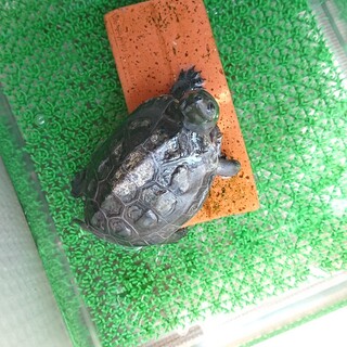 クサガメ♂里親募集宜しくお願いします。