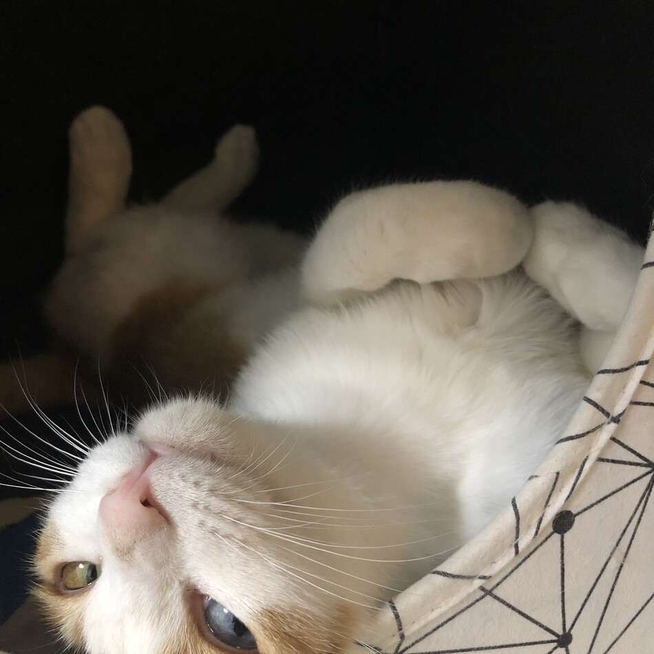 メルモのカバー写真
