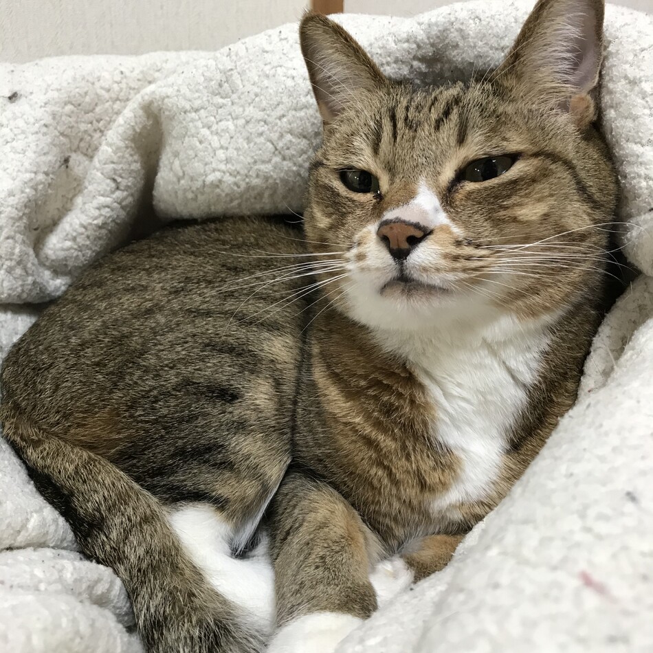 柿のカバー写真