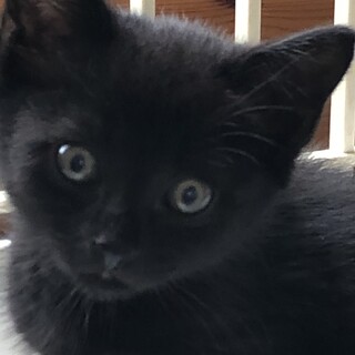 甘えん坊の健康優良児　セブン君