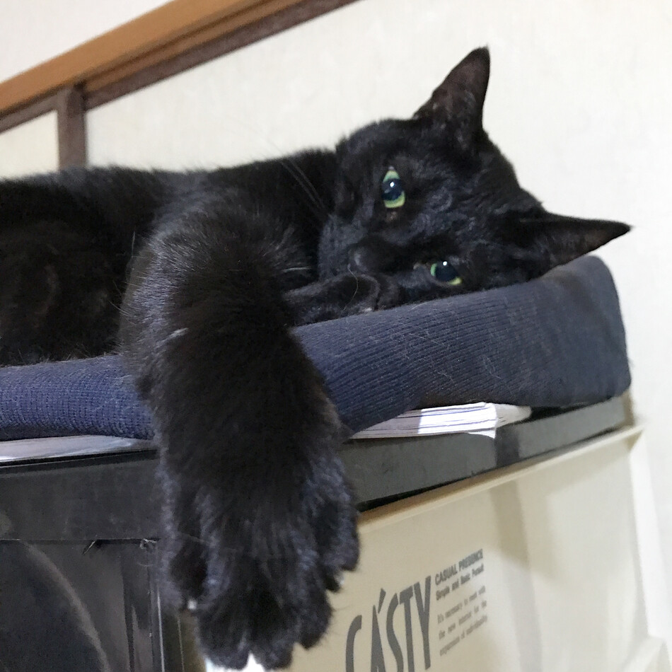 ライチのカバー写真