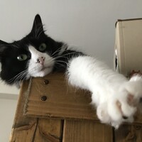 なつめ